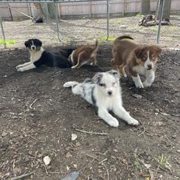 Goomi - Blue merle female Australian Shepherd puppy in Kenosha, Wisconsin from Out of this World Aussies