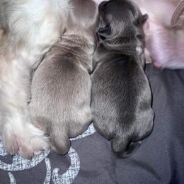 Shih Tzu Puppies from P&B Tzu Tribe
