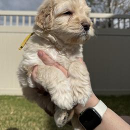 Bernedoodle, Cavalier King Charles Spaniel, and Poodle Puppies from Ellas.Pups (Bernedoodles & Cavapoos)