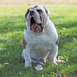 Bulldog Puppies from Pappy's Bullies