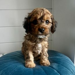 Mel - Sable male Cavapoo puppy in West Haven, Utah from Harper Haven Cavapoos & Doodles