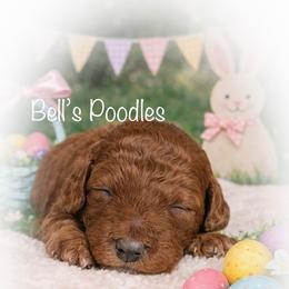 Caitlyn - Red  female Poodle puppy in Fresno, California from Bell’s Poodles Of California
