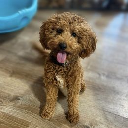 Dunkin - Goldendoodle