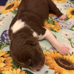 Reba - Red tri-color female Australian Shepherd puppy in Roff, Oklahoma from Circle J Aussies