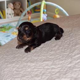 CAPO - Black male Dachshund puppy in Pearland, Texas from Texas Dachshund Dreams