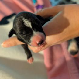 Bobby - Seal male Italian Greyhound puppy in Florida from Ruscelli Italian Greyhounds