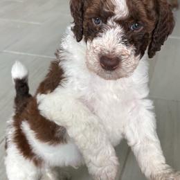 Loki - Parti male Poodle puppy in Plant City, Florida from Empire Poodles