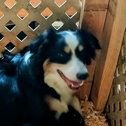 Chica - Miniature Australian Shepherd