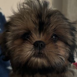 Girl 1 - Black Shih Tzu puppy in Wooster, Ohio from Mending Hearts Shih Tzu's
