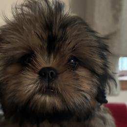 Girl 1 - Black Shih Tzu puppy in Wooster, Ohio from Mending Hearts Shih Tzu's