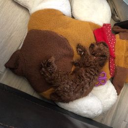 Poodle Puppies from Premier Poodle