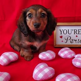 Dachshund Puppies from Blue Mountain Dachshunds
