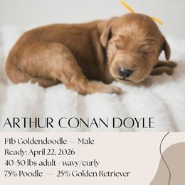 Arthur Conan Doyle - Red  male Goldendoodle puppy in Wilson, North Carolina from Cedar Creek Doodles