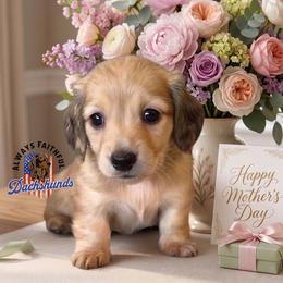 AFDs Audrey - Cream female Dachshund puppy in Waverly, Ohio from Always Faithful Dachshunds