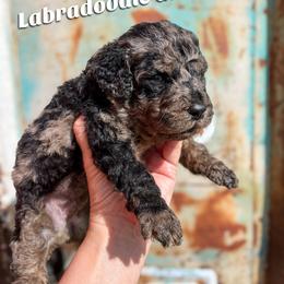 Tofu - Merle female Labradoodle puppy in Grove, Oklahoma from Guinn Family Farms