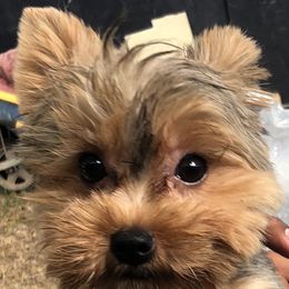 Sasha - Yorkshire Terrier