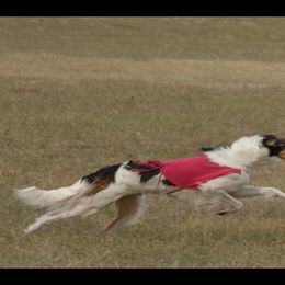 Borzoi and Cavalier King Charles Spaniel All Grown Up from Aria Borzoi
