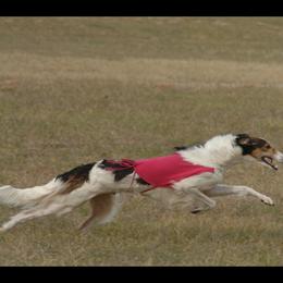 Borzoi and Cavalier King Charles Spaniel All Grown Up from Aria Borzoi