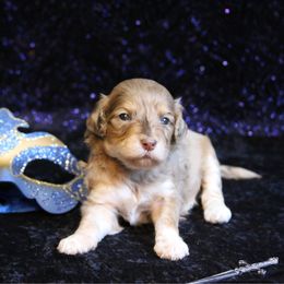 Spice - Red merle female Aussiedoodle puppy in Springfield, Missouri from Aspen River Doodles