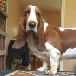Basset Hounds from Obies Bassets