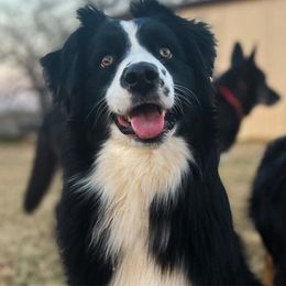 Stark - Miniature Australian Shepherd
