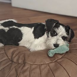 "Mercy " Miniature Schnauzer Puppies from PartiLife Miniature Schnauzers