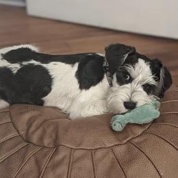"Mercy " Miniature Schnauzer Puppies from PartiLife Miniature Schnauzers
