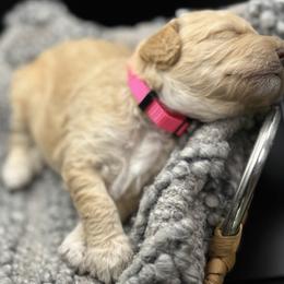Double Doodle and Goldendoodle Puppies from Red White and Doodle