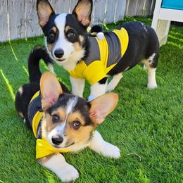 Miniature Australian Shepherds, Pembroke Welsh Corgis, and Toy Australian Shepherds from Triple J Aussies and Corgis