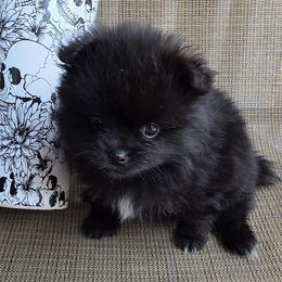 Celine - Black female Pomeranian puppy in Hooksett, New Hampshire from Granite State Pomeranians