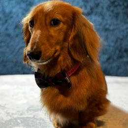 Rider - Cream male Dachshund puppy in Athens, Alabama from Weidenthal Dachshunds
