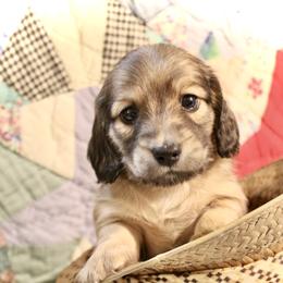 Boy 2 - Cream male Dachshund puppy in Laurel, Mississippi from Kissinger Dachshunds