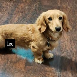 Leo - Dachshund