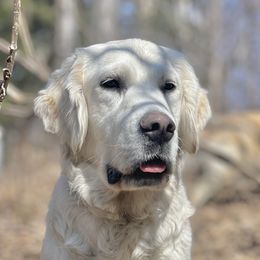 “Snowy” - Golden Retriever