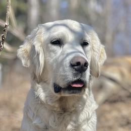 “Snowy” - Golden Retriever