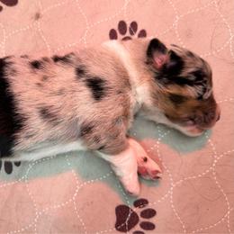 Purple Collar - Blue merle male Australian Shepherd puppy in Winston Salem, North Carolina from Serenity Acres Aussies