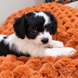 Green- Maple - female Cavapoochon puppy in Kountze, Texas from CaviCajun Kennels