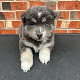 Rosalina - Blue female Pomsky puppy in Henderson, Kentucky from Paris Pomskies