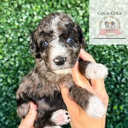 Coca-Cola - Blue merle male Aussiedoodle puppy in Corydon, Indiana from Ridgeline Doodles