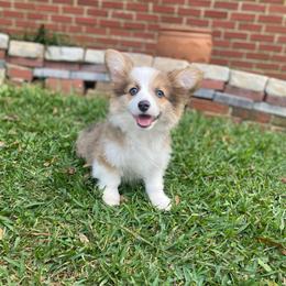 Harlo - Blue female Pembroke Welsh Corgi puppy in Hueytown, Alabama from AAA Corgis