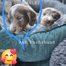 Harley - Fawn (isabella) and tan male Dachshund puppy in Columbia, South Carolina from A&R Dachshund