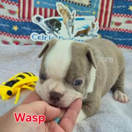 Wasp - Lilac male Boston Terrier puppy in Griffin, Georgia from Celtic Performance Bostons