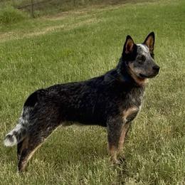 Australian Cattle Dog Puppies from Camira Ranch Australian Cattle Dogs