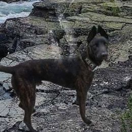 Kilo - Dutch Shepherd