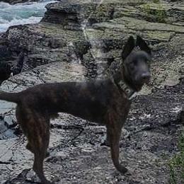 Kilo - Dutch Shepherd