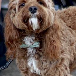 Cavapoo All Grown Up from Horton & Co. Cavapoos