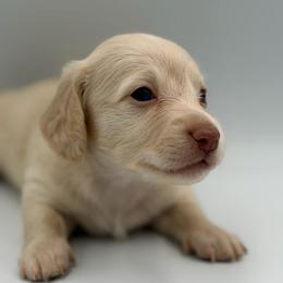 Super Light Cream Boy - Cream male Dachshund puppy in North Branch, Michigan from Doxie View Acres