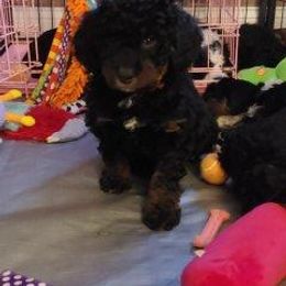 Bernedoodle Puppies from Kiya's Bernedoodles