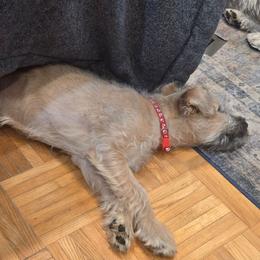 Red - Wheaten female Soft Coated Wheaten Terrier puppy in West Bloomfield, Michigan from Mo Cuishle's Wheatens
