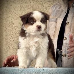 Teller - Red tri-color male Miniature American Shepherd puppy in Spring Valley, California from Trifecta Miniature American Shepherds